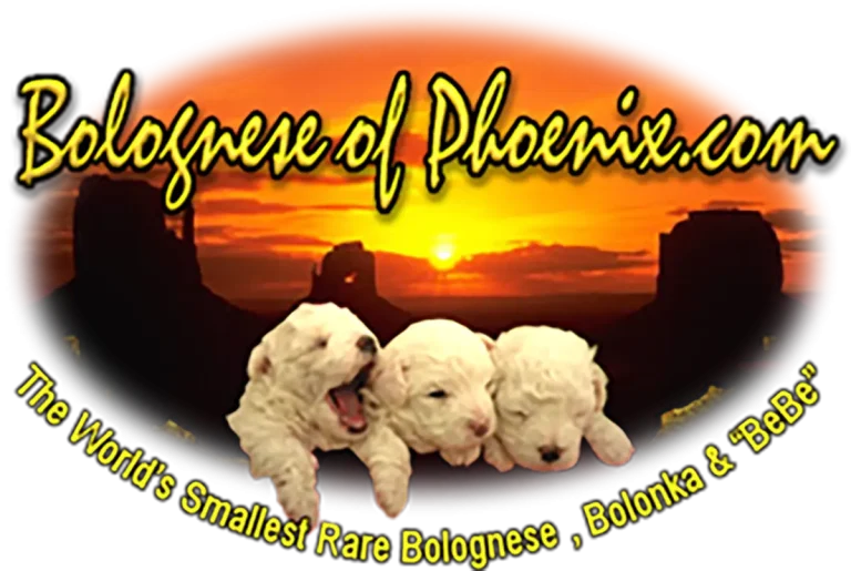 🫀 From Flatline to $1.5M: How We Resurrected Bolognese of Phoenix